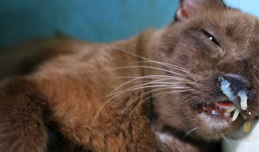 Kedilerde burun tıkanıklığı: Nedenleri ve tedavisi