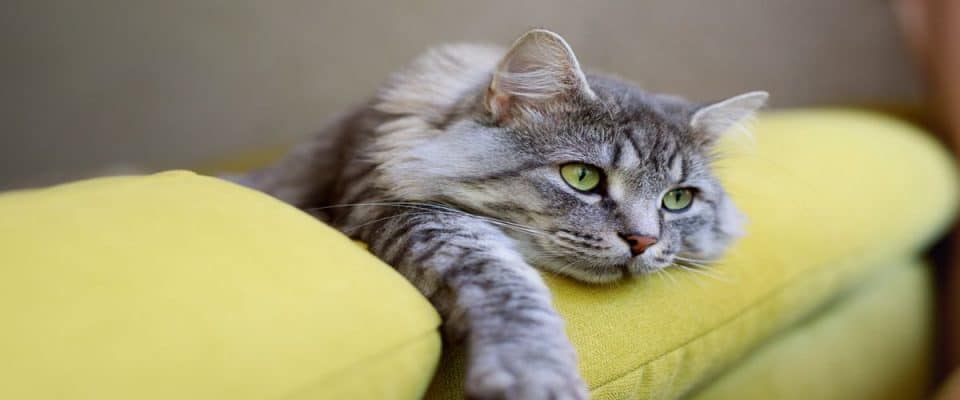 Kedilerde idrar yolu enfeksiyonu: Belirtileri ve tedavisi
