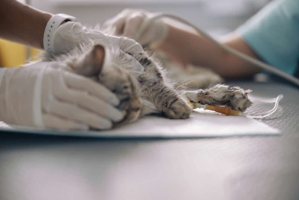 Kedilerde Karın Şişliğine Neden Olan Hastalık Durumları