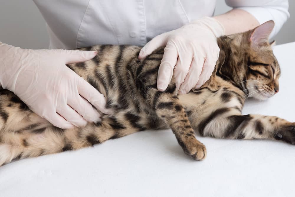 Kedilerde Karın Şişmesinin Hastalığa Bağlı Nedenleri