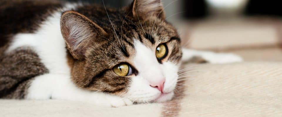 Kedilerde Layşmanyaz: Nedenleri ve tedavisi