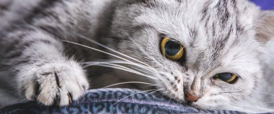 Kedilerde pika sendromu nedir? Belirtileri ve tedavisi
