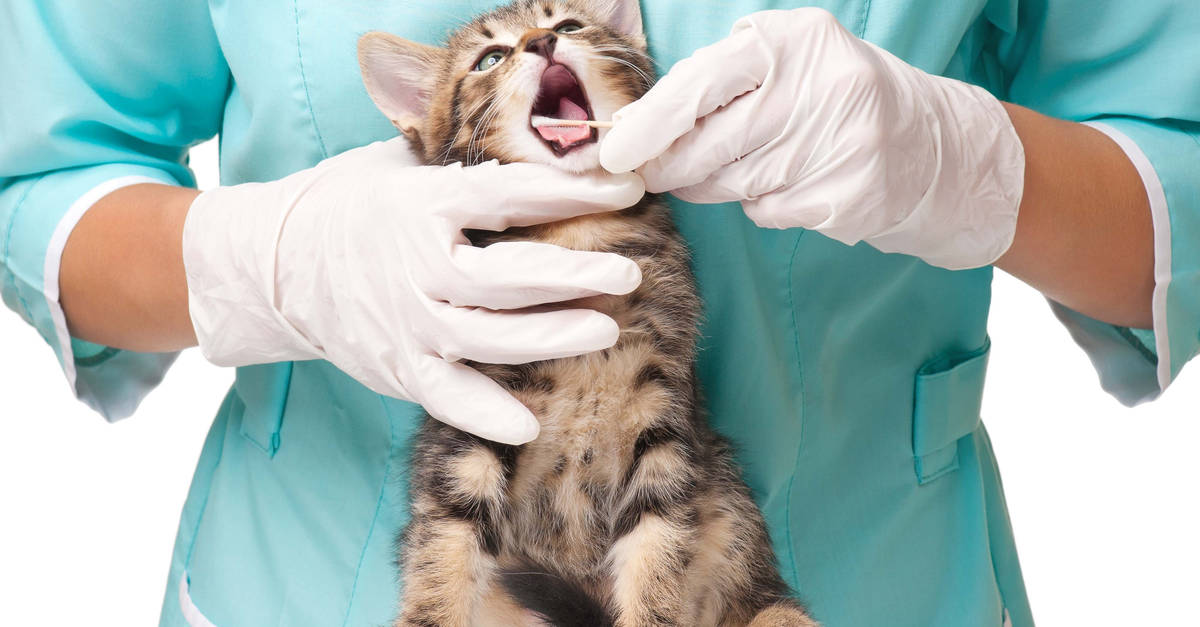 kedilerde pika sendromunun tedavisi