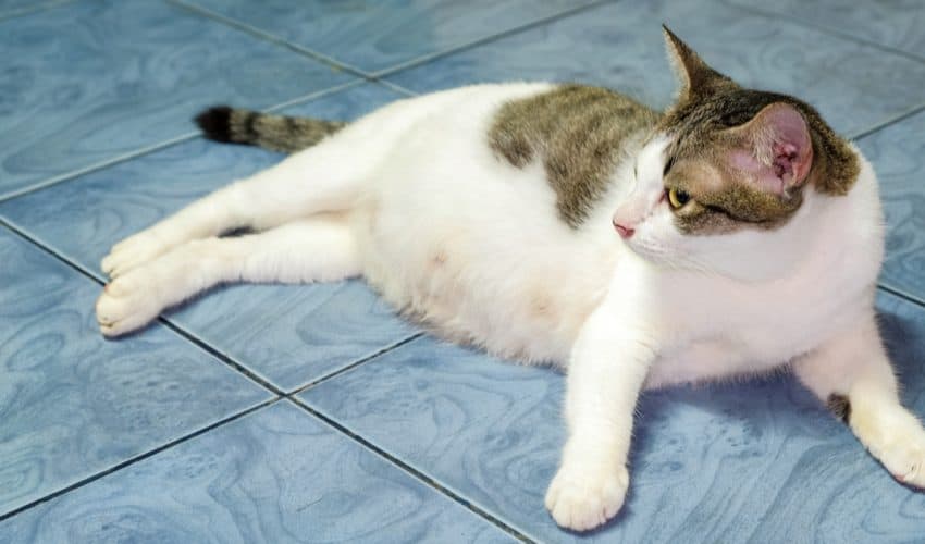 Kedilerde rahim iltihabı: Belirtileri ve tedavisi