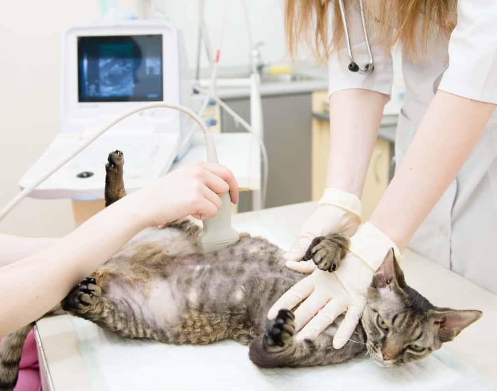 Kedilerde Ultrason ile Hamilelik Kontrolü
