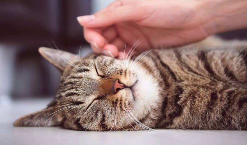 Kedilerde vestibüler hastalık: Belirtileri ve tedavisi