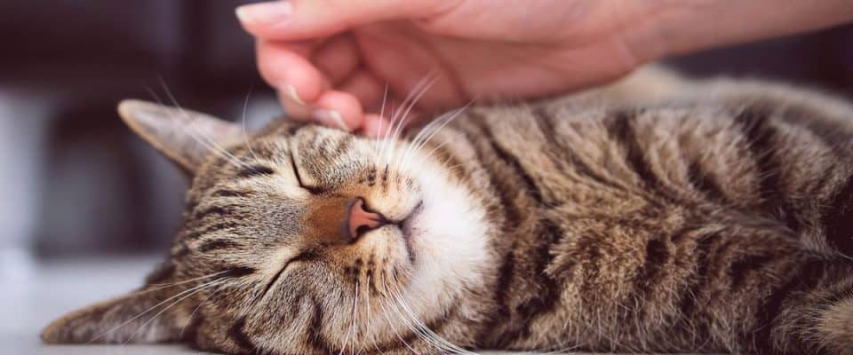 Kedilerde vestibüler hastalık: Belirtileri ve tedavisi