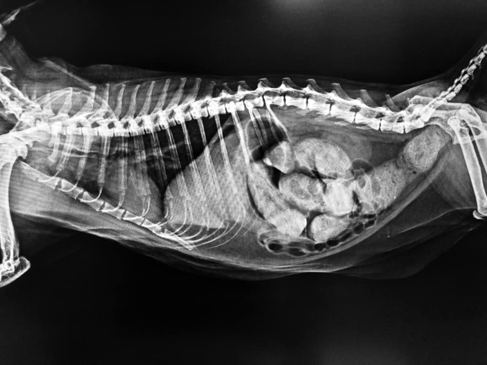 köpeklerde kabızlık röntgeni