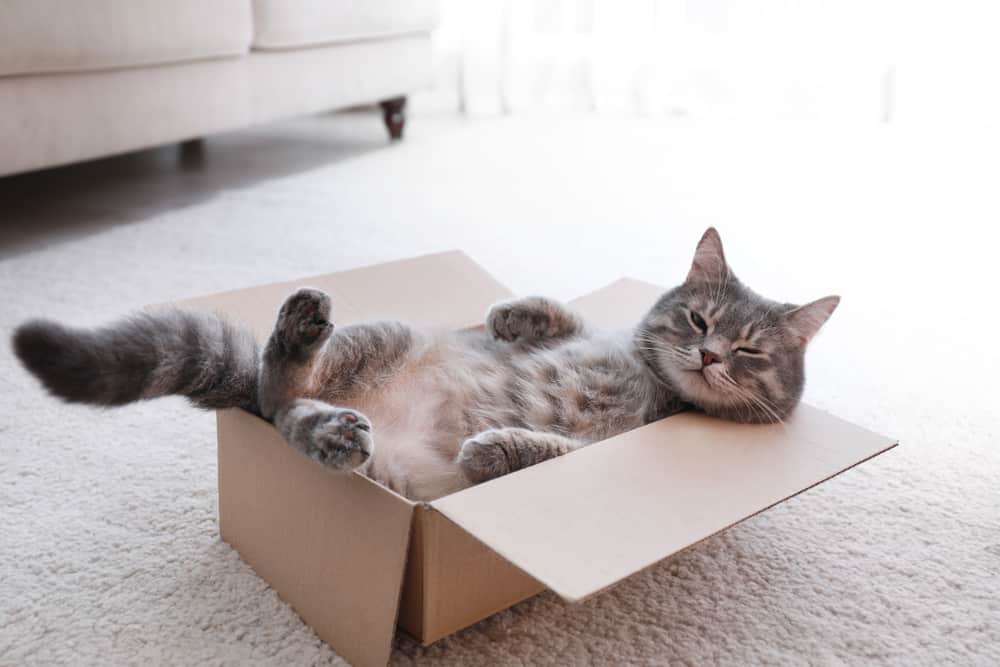 kedinin eğlenmesi için kutular