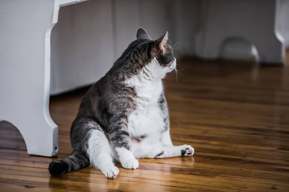 Obezite Kedi