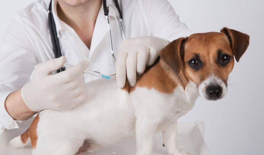 Yavru ve Yetişkin Köpeklerde Güncel Aşı Takvimi