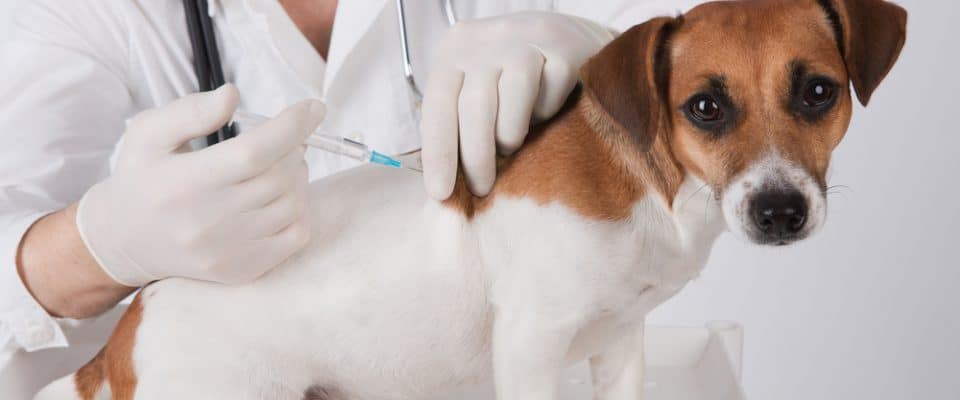 Yavru ve Yetişkin Köpeklerde Güncel Aşı Takvimi