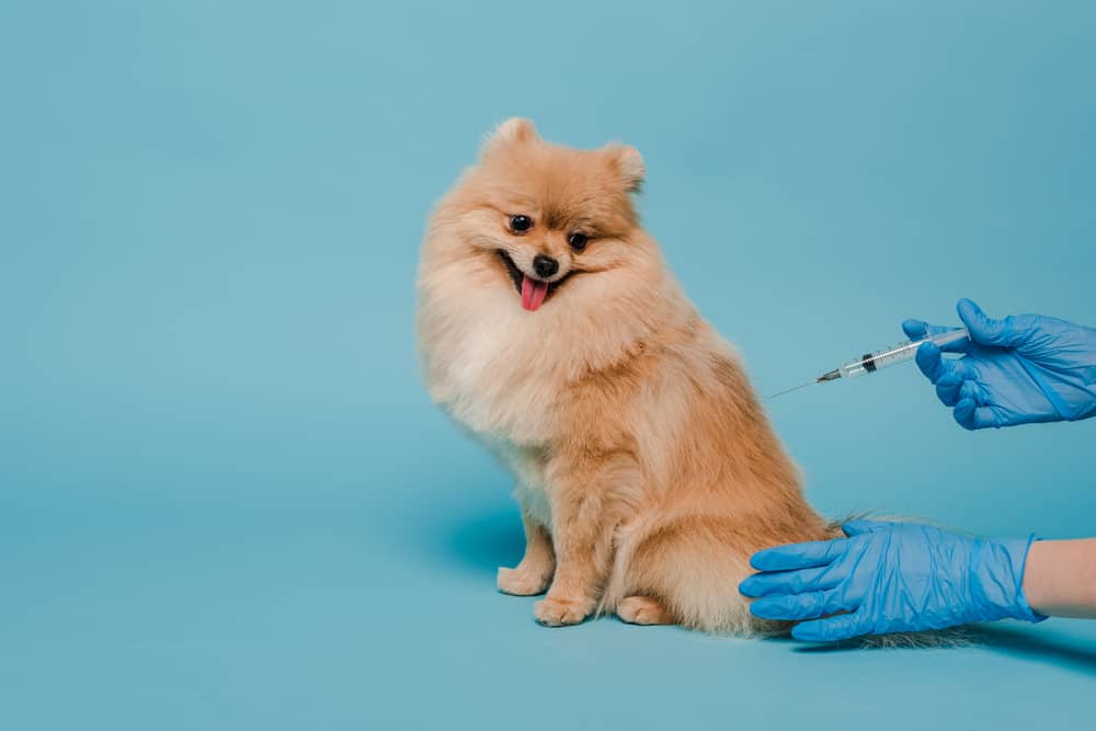 köpeklerde aşı takvimi