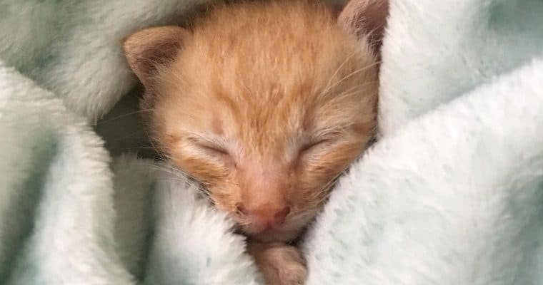Solan yavru kedi sendromu: Nedenleri ve tedavisi