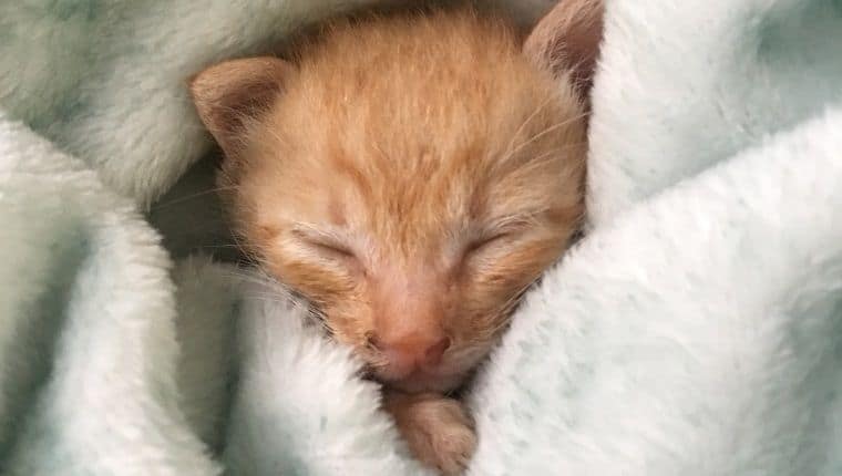 Solan yavru kedi sendromu: Nedenleri ve tedavisi