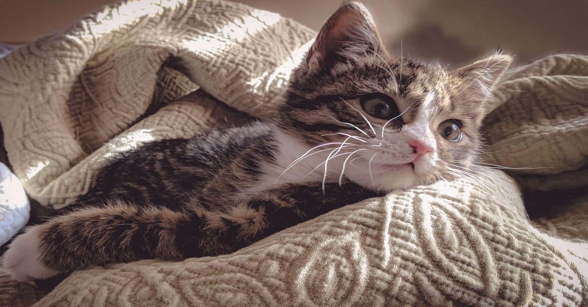Vestibüler Hastalığı Olan Kediye Nasıl Davranılmalı?