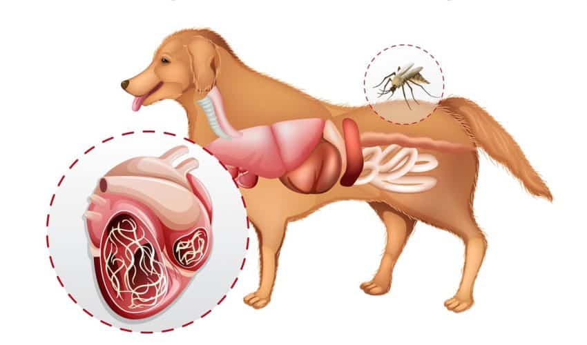 Bilmekte Fayda Var: Köpeklerde İç Parazitler Belirtileri ve Tedavisi