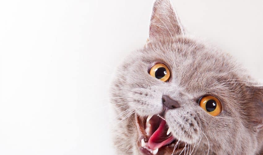 Kediler neden tıslar? Tıslayan kedi nasıl sakinleştirilir?