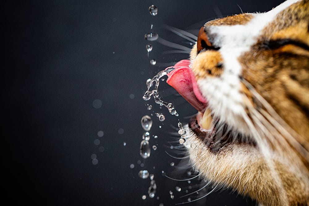 kediler kaç gün susuz kalabilir