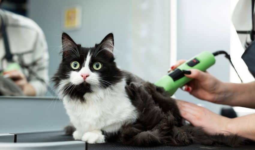 Kedi Tıraş Edilmeli mi? Nedenleri ve Dikkat Edilmesi Gerekenler