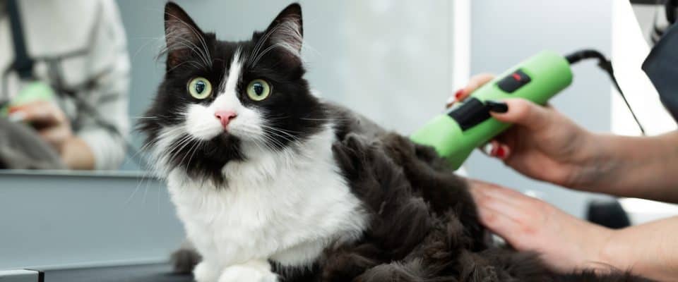 Kedi Tıraş Edilmeli mi? Nedenleri ve Dikkat Edilmesi Gerekenler