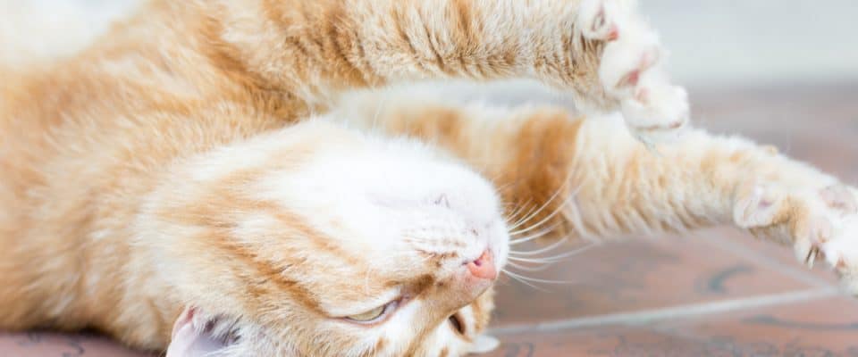 Kedilerde ataksi – Belirtileri ve tedavisi