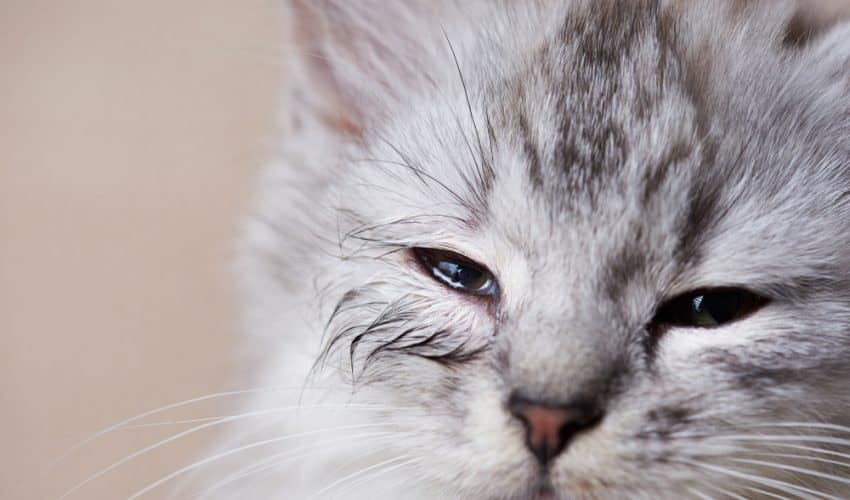 Yavru Kedilerde Göz Kapanması: Nedenleri ve Tedavi Yöntemleri