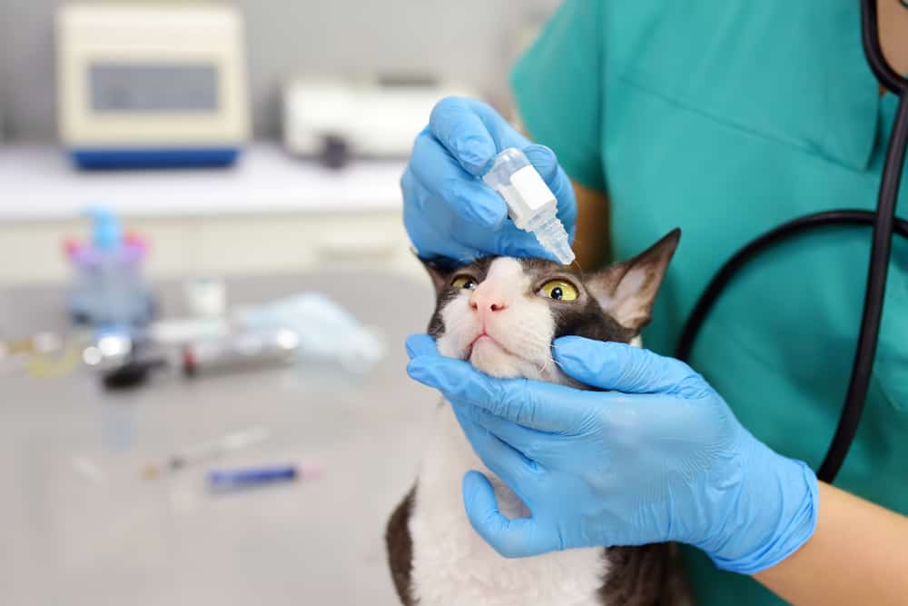 Kedilerin Gözleri Nasıl Tedavi Edilir?