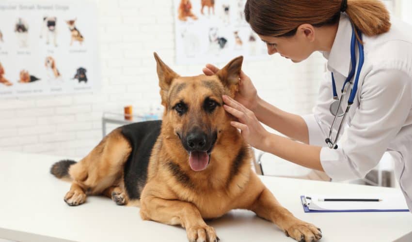Köpeklerde Kulak Akıntısı Nedenleri ve Tedavisi