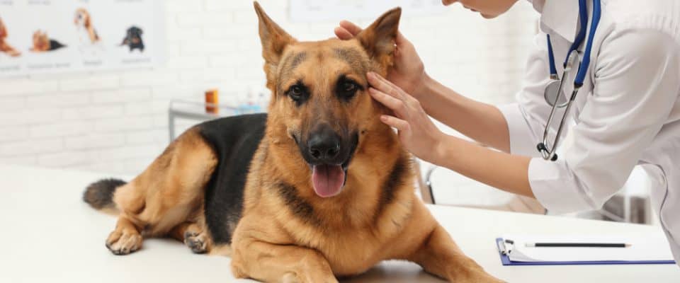 Köpeklerde Kulak Akıntısı Nedenleri ve Tedavisi