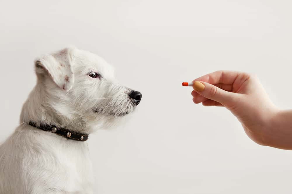 köpeklerde antibiyotik