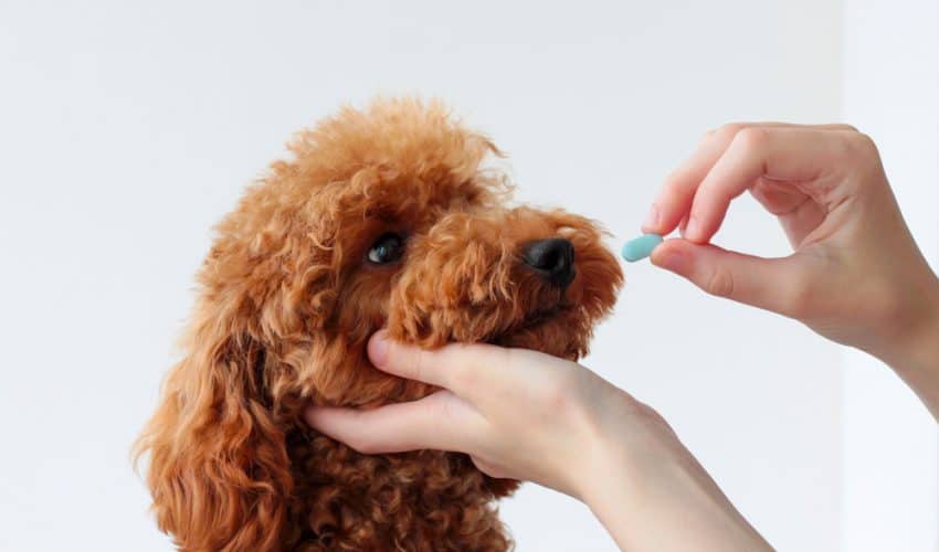 Köpeklerde Antibiyotik Kullanımında Bilinmesi Gerekenler