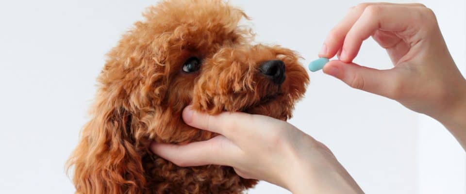 Köpeklerde Antibiyotik Kullanımında Bilinmesi Gerekenler