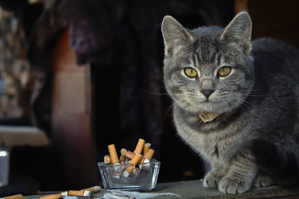 Sigara kedilere zararlı mı
