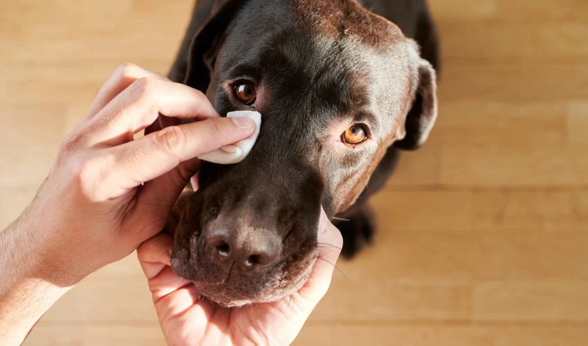 Köpeklerde Göz Akıntısı Neden Olur, Nasıl Tedavi Edilir?