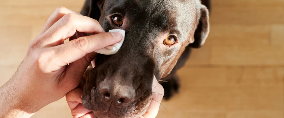 Köpeklerde Göz Akıntısı Neden Olur, Nasıl Tedavi Edilir?