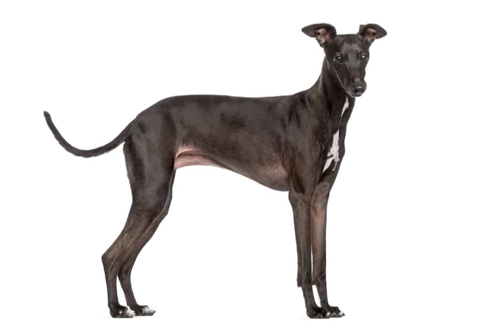 İtalyan Tazısı (Italian Greyhound)