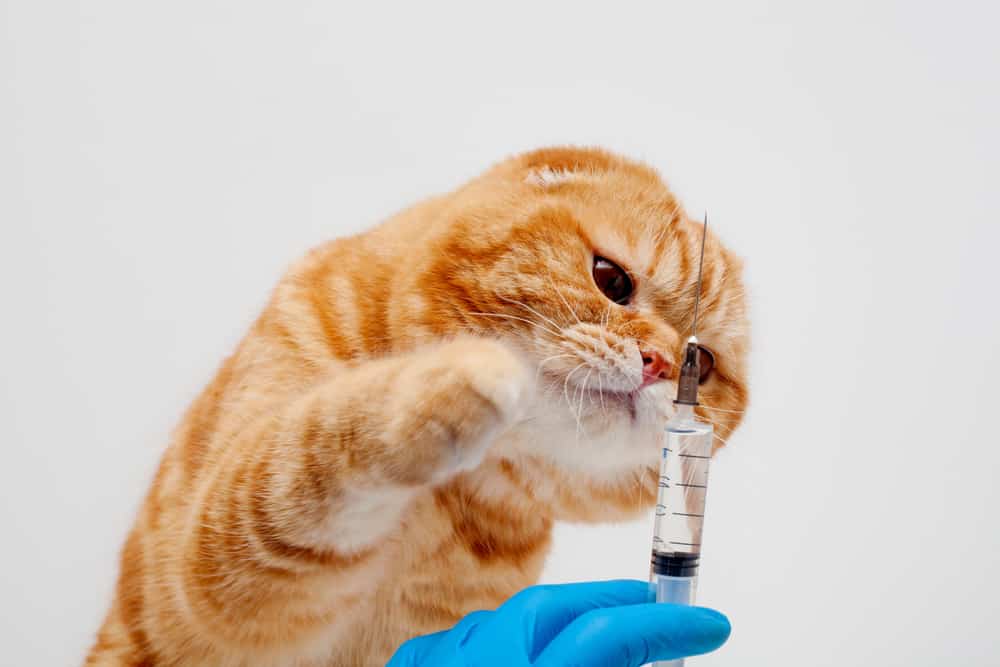 kedi antibiyotikleri zararlı mı