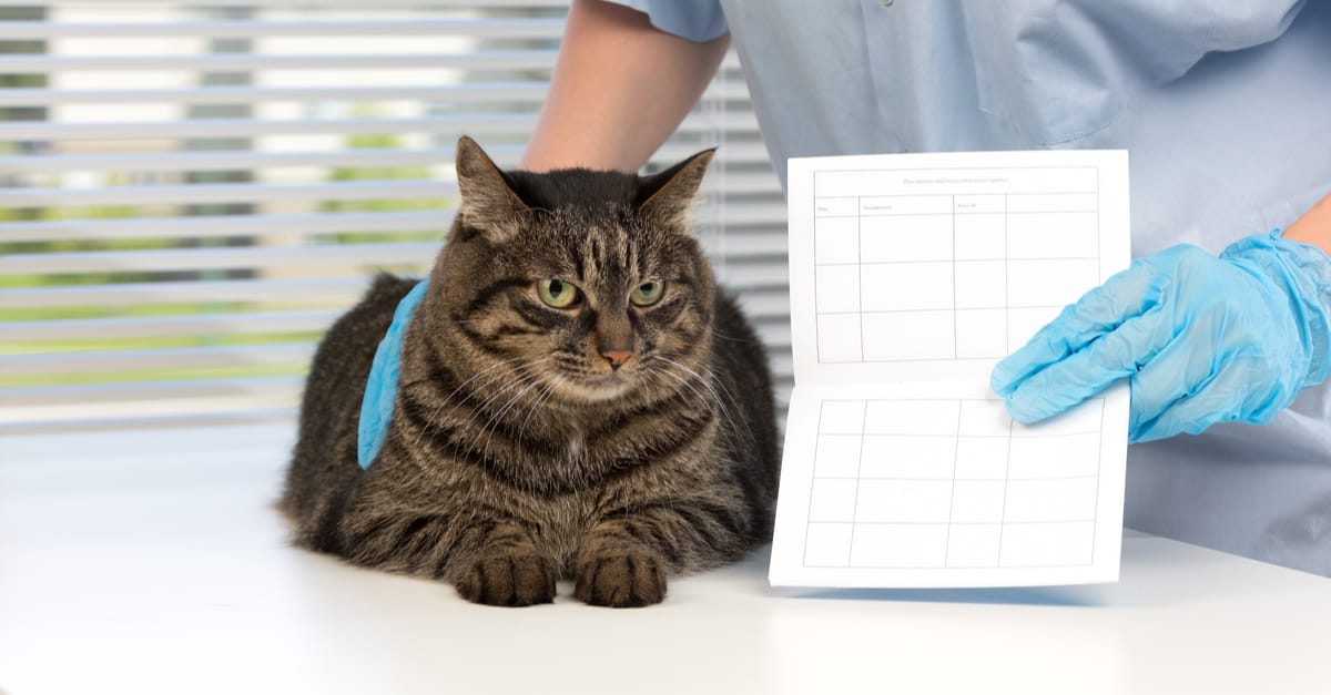 kedi aşı kartı