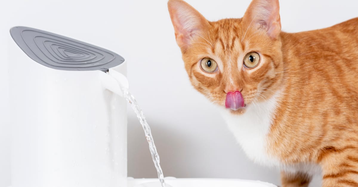 kediler için temiz su sağlayın