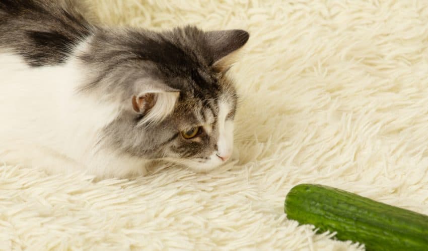 Kediler neden salatalıktan korkar?
