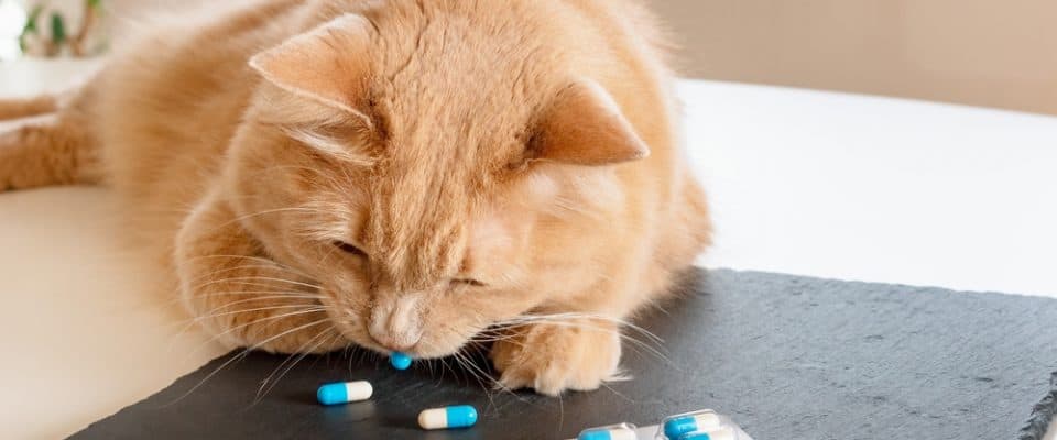 Kedilerde antibiyotik kullanırken nelere dikkat etmeliyiz?