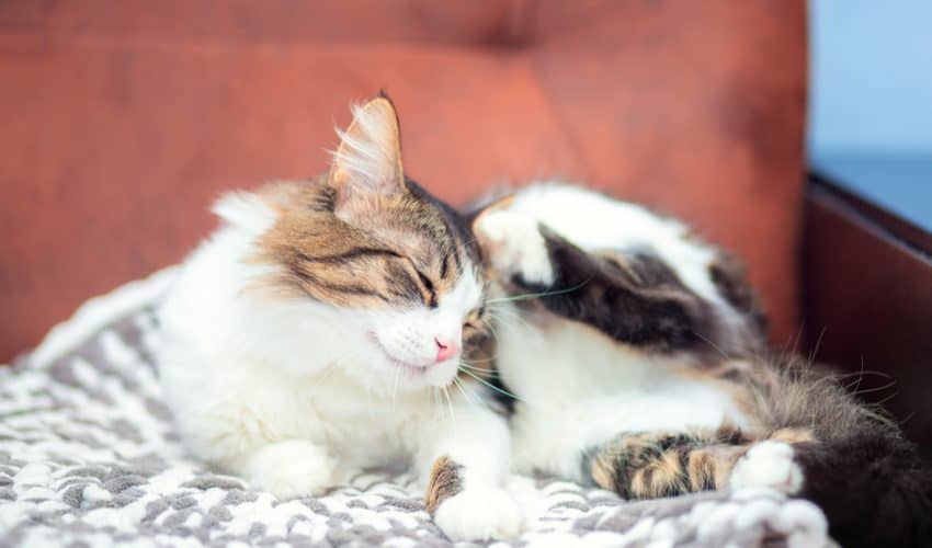 Kedilerde pire için ev ilaçları – En iyi 6 çözüm