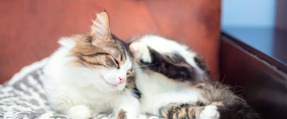 Kedilerde pire için ev ilaçları – En iyi 6 çözüm