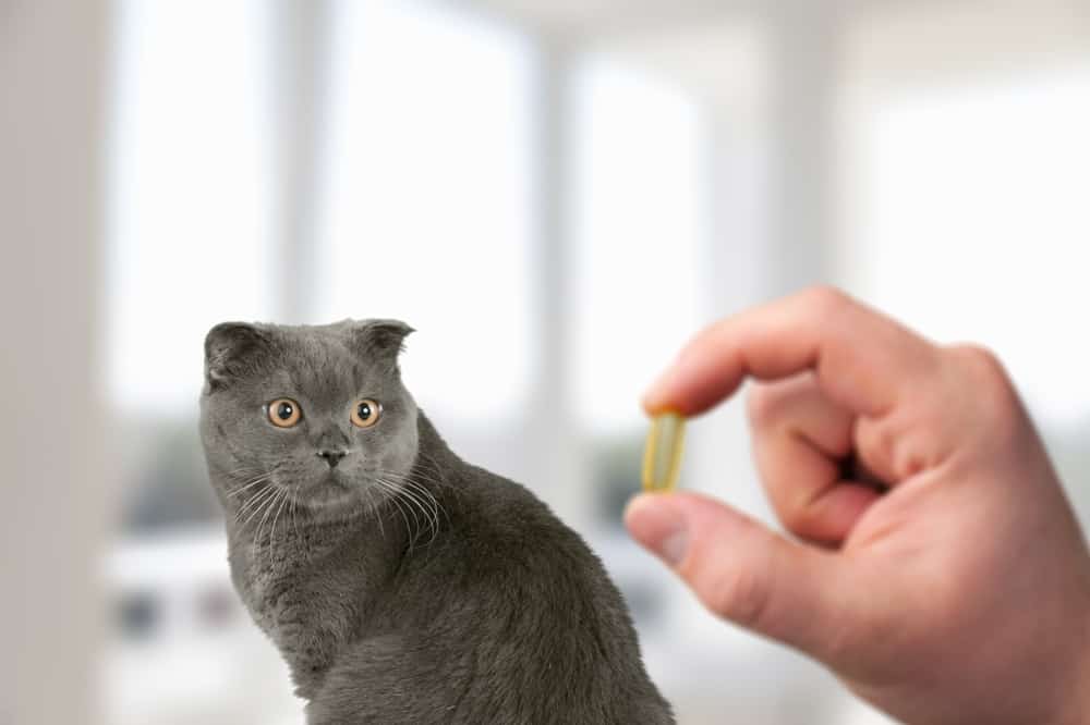 kedilere antibiyotik hap verilir mi