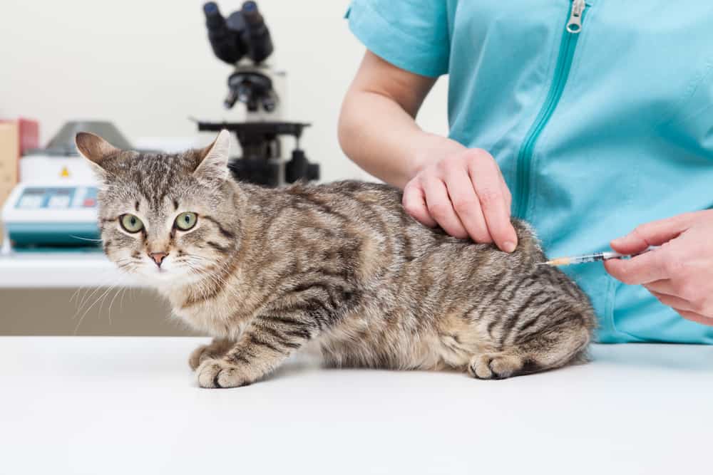 kedilere karma aşı yapılmazsa ne olur