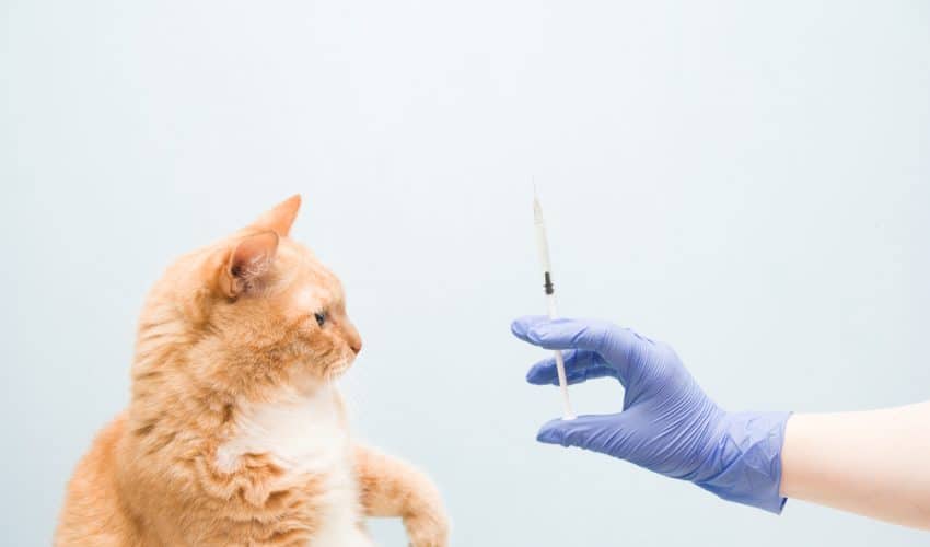 Kedilere aşı yapılmazsa ne olur? Gerekli mi?