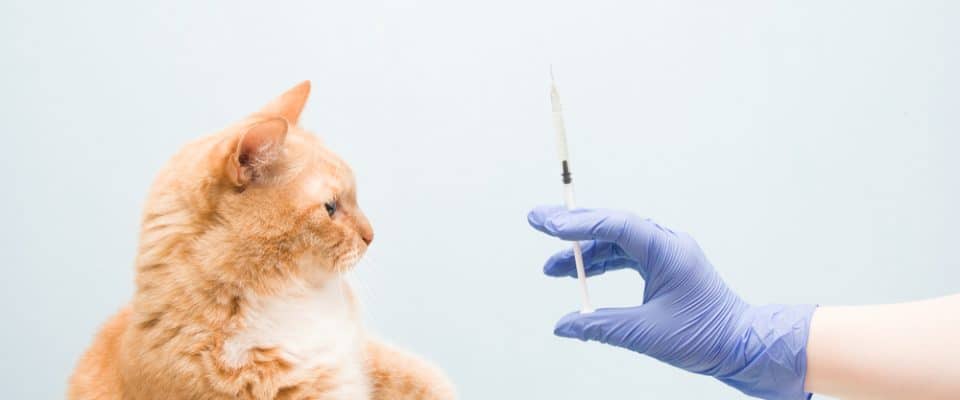 Kedilere Aşı Yapılmazsa Ne Olur? Gerekli Mi?