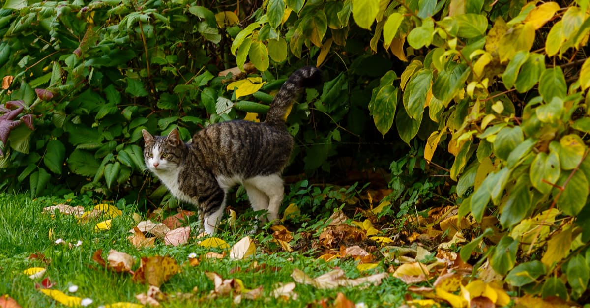 kedilerin dış mekan bitkilerine idrarını yapmasını önleme