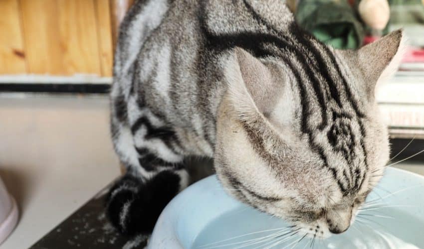 Kedim su kabını sürekli deviriyor – Nedenleri ve çözümleri